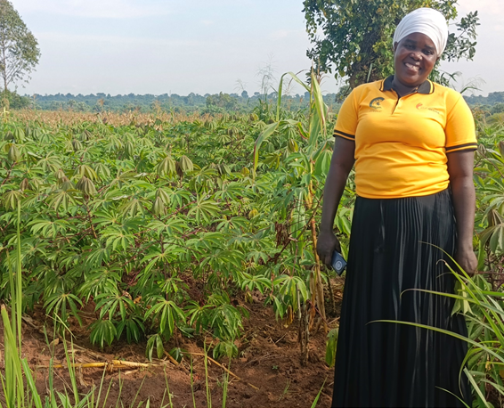 Cassava crops